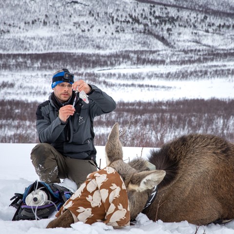 Researcher next to an anesthetized moose