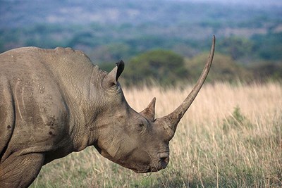 Rhino. Photo.