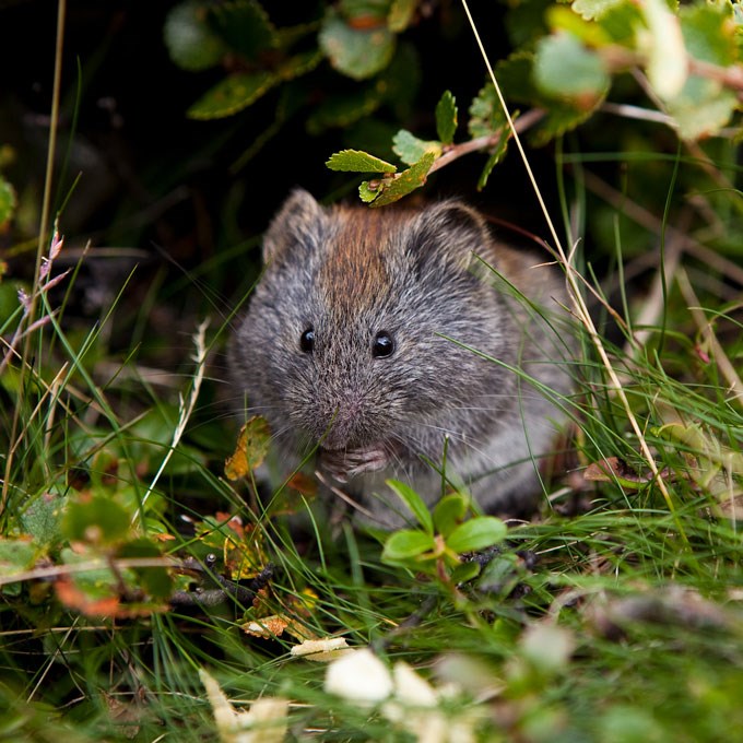 Rodent. Photo.