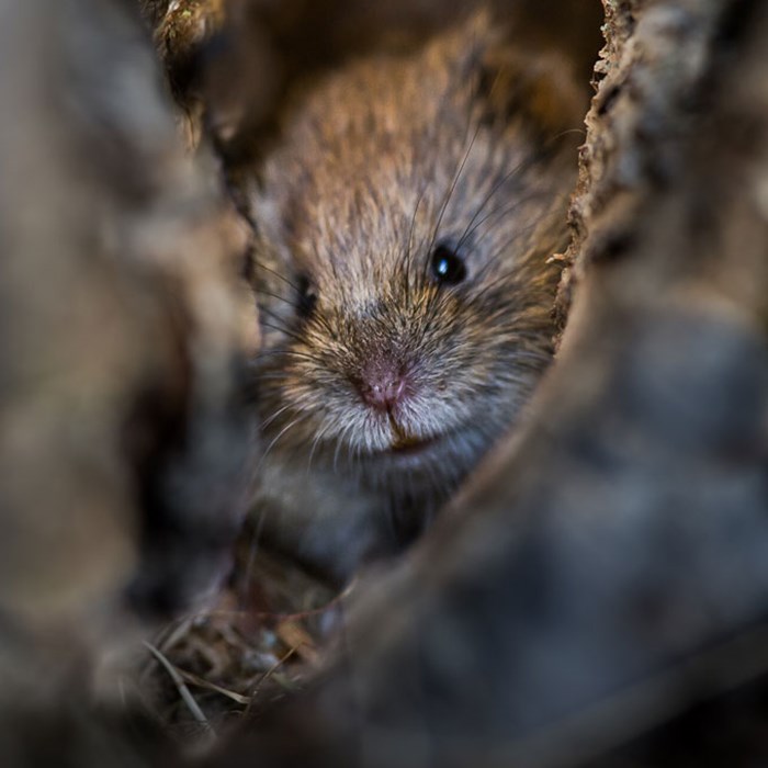 Small rodent close up. Photo.
