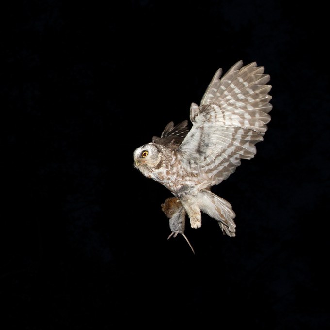 Flying owl holding a rodent. Photo.