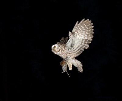 Flying owl holding a rodent. Photo.