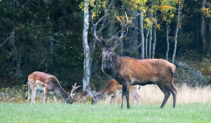 Tre hjortar vid en skogskant. Foto.