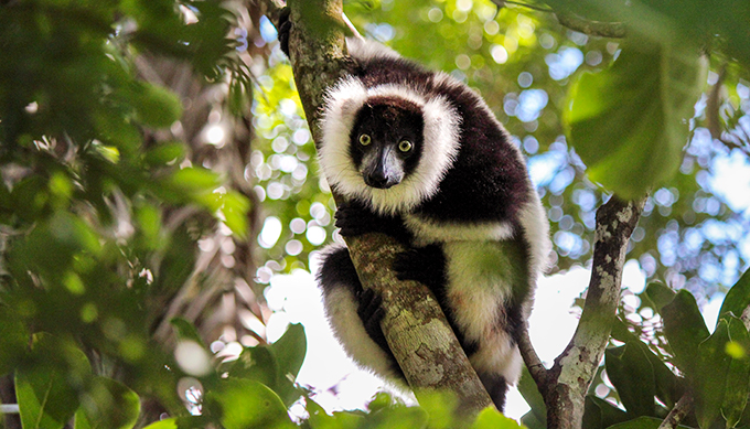 En svartvit lemur som sitter i ett träd tittar in i kameran. Foto.