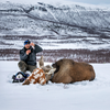A man sampling and tagging a moose lying down in the snow. Photo.