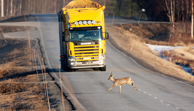 Rådjur springer framför gul lastbil på bilväg. Foto.