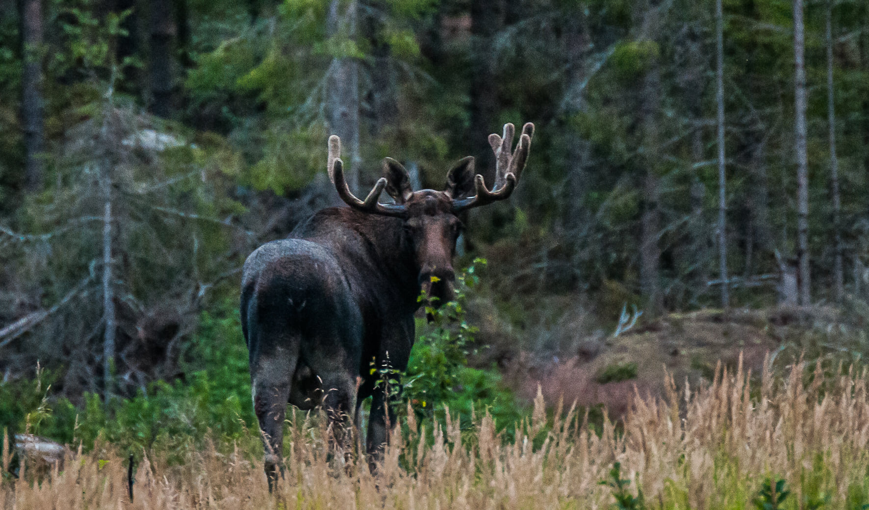 Älgtjur med olika många taggar på hornens vänstra och höra sida. Foto.