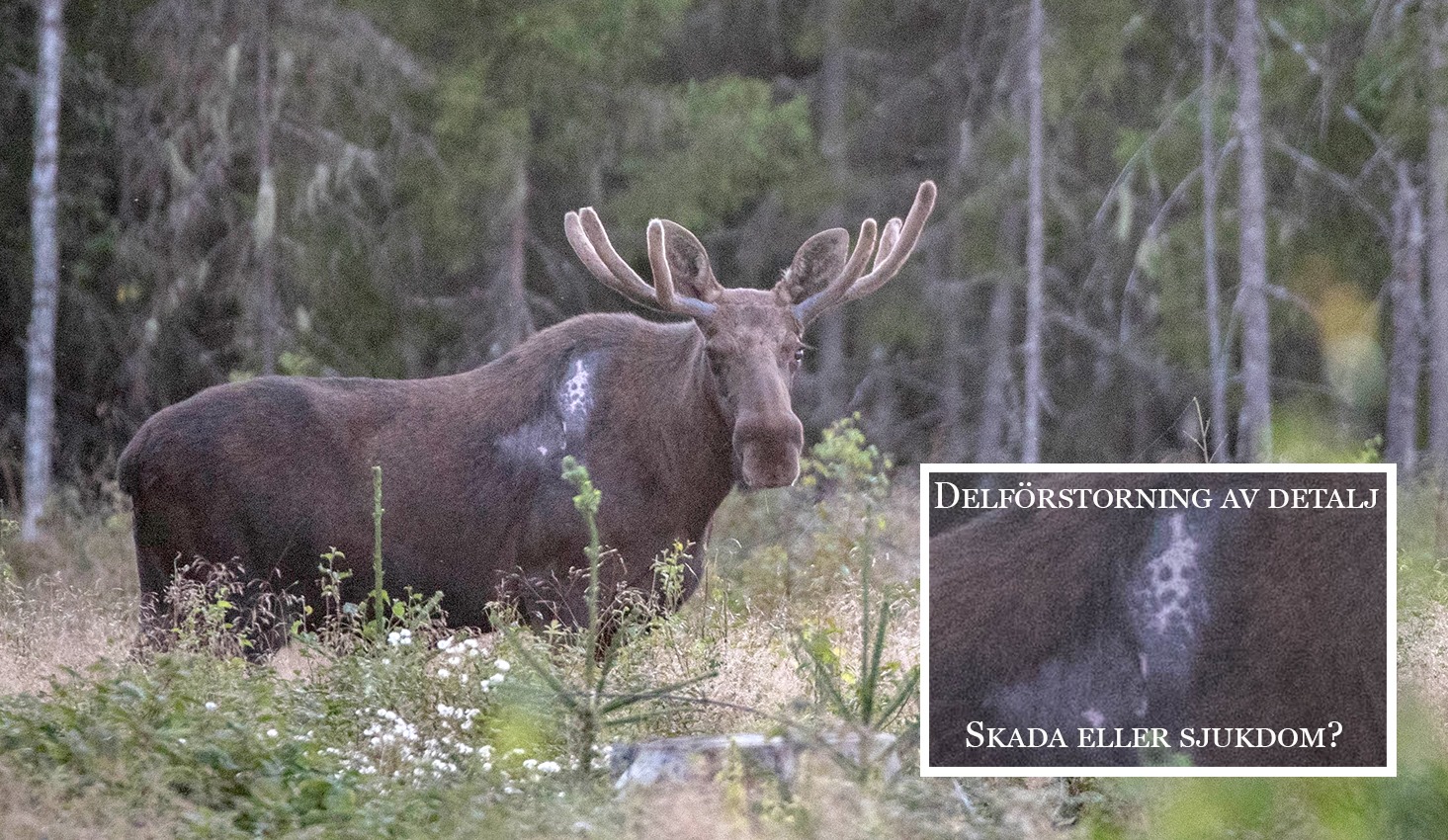 Älg med sår i pälsen. Foto.