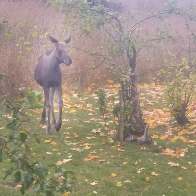 kalv inpå knuten_mikael m-2.jpg