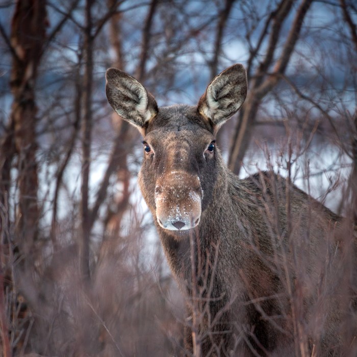 Moose in the forest during winter. Photo.