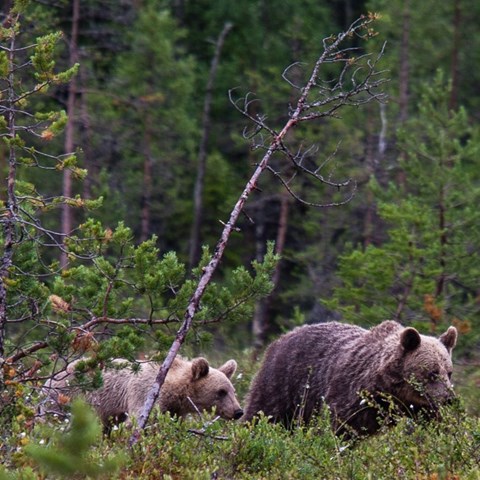 Björnar i skogen. Foto.