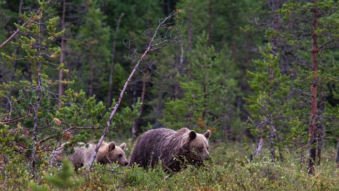 Björn i skogen. Foto.