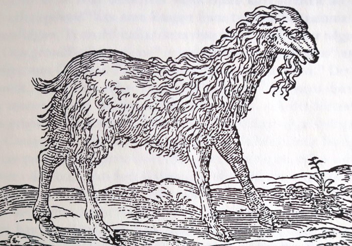 Historisk illustration av en älg.