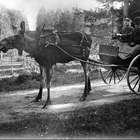 Svartvit bild av älg som drar vagn med människor. Foto.