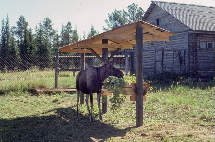 Älg på en älgfarm. Foto.