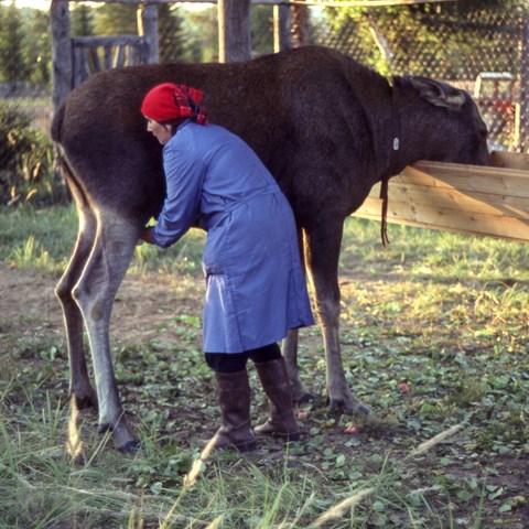 Kvinna mjölkar en älg. Foto.