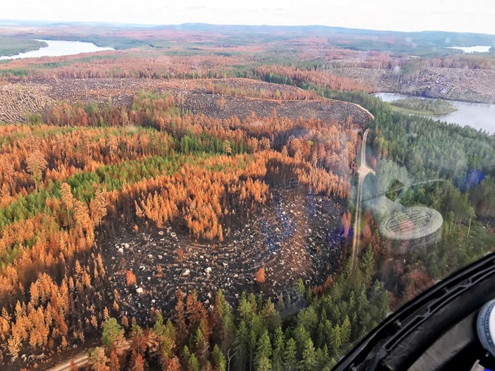 Flygbild över skog efter skogsbrand. Foto.