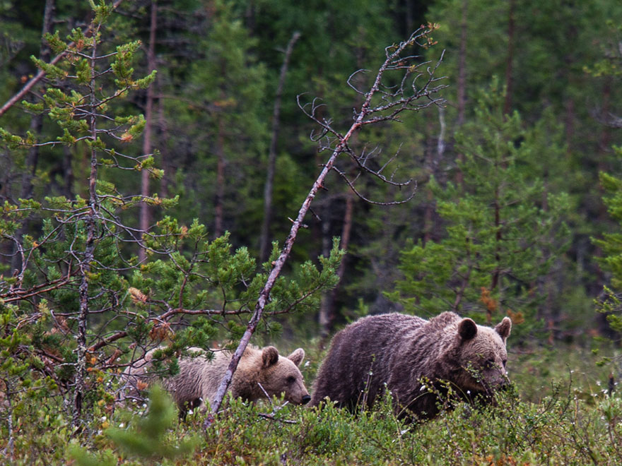 Brunbjörn i skog. Foto.