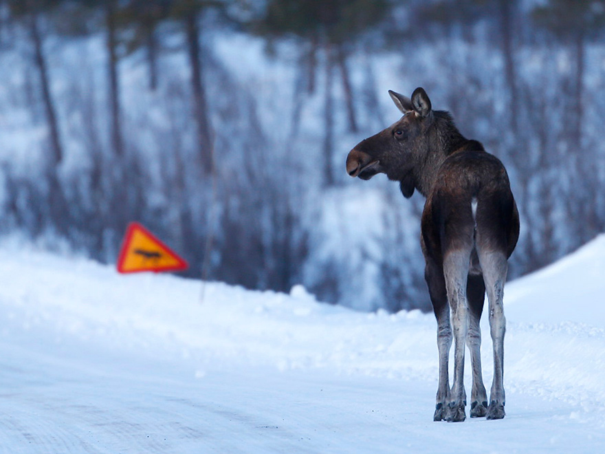 Älg på väg, vinter. Foto.