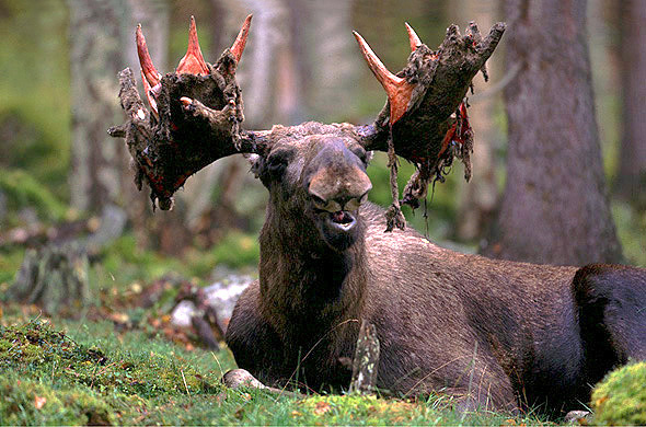 Älg med lös basthud på hornen. Foto.