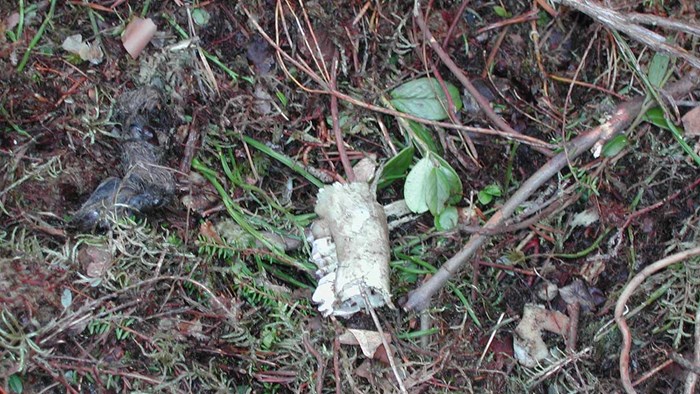 Rester av en älg efter att en björn ätit. Foto.