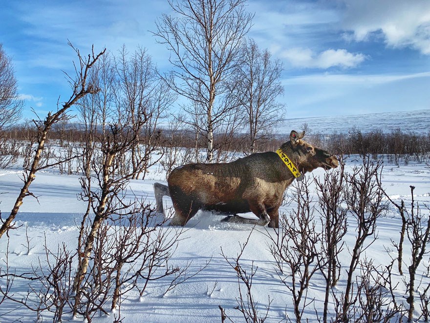 Älg med gult halsband i vintrigt fjällandskap. Foto.