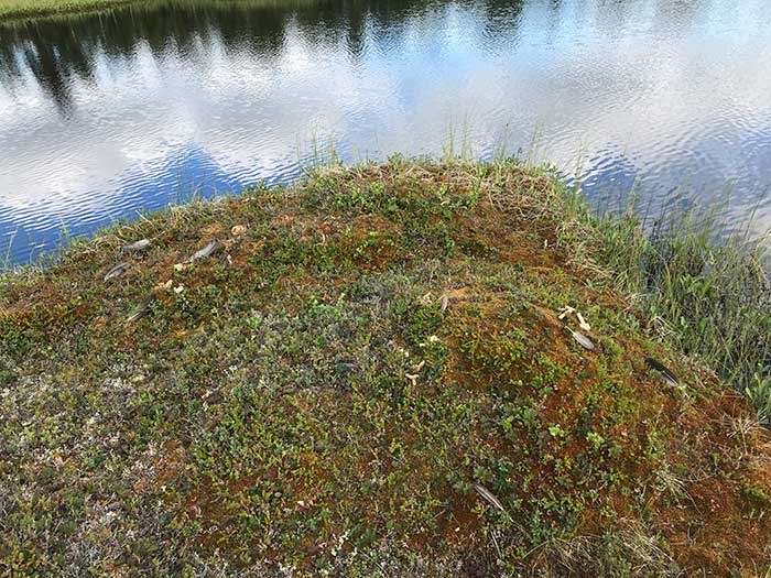 Fällda fjädrar.