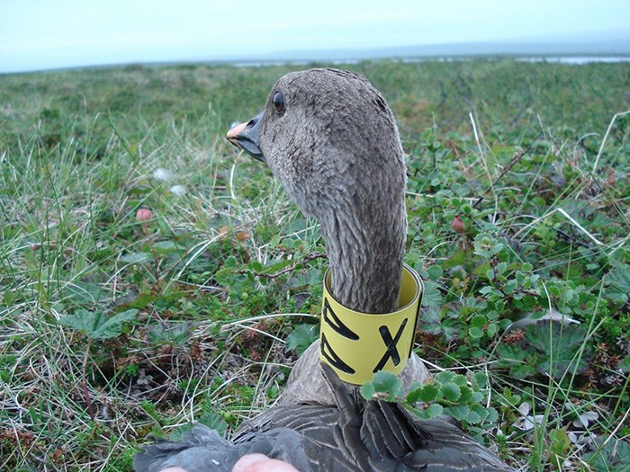 Tundra Bean Goose with a yellow collar.