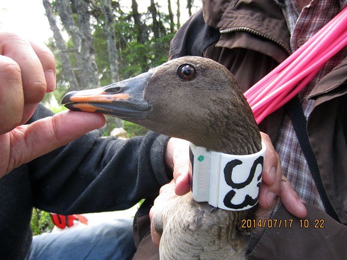 Taiga goose with GPS/GSM transmitter around its neck.