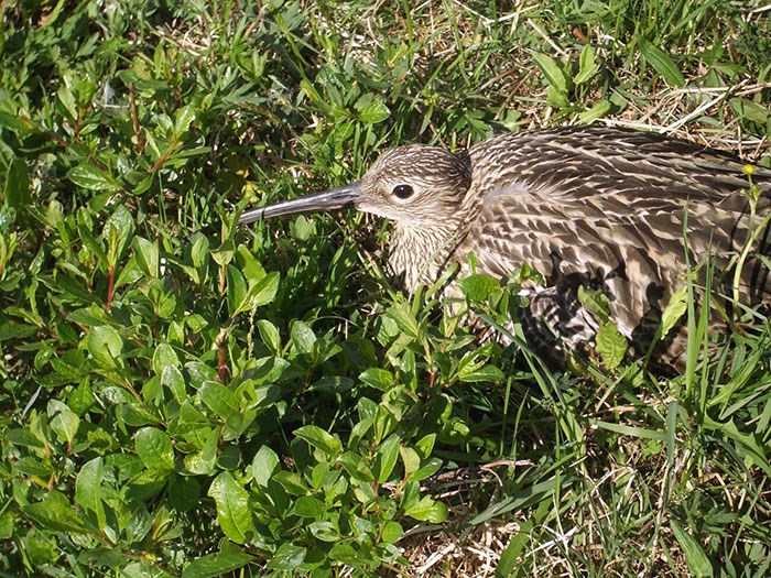 Incubating Eurasian Curlew