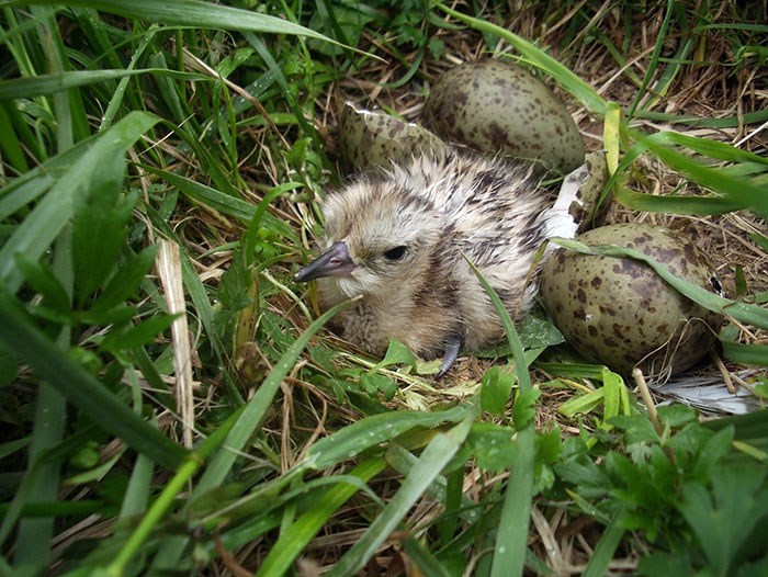 Newly hatched Eurasian Curlew 