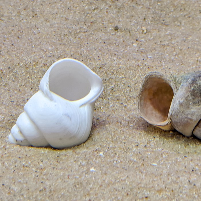 Shells.