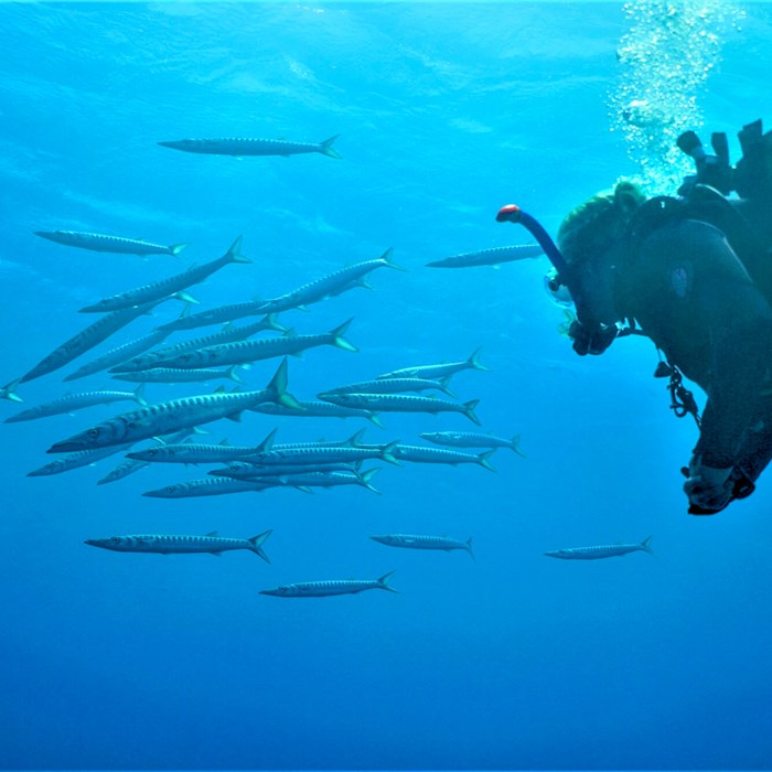 Diver and fish shoals.