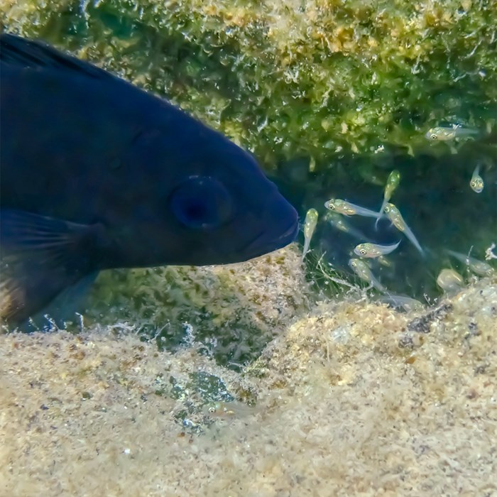 Black fish.