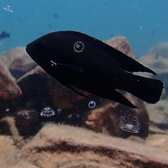 Black fish.