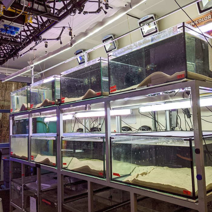 Lab with several aquariums.