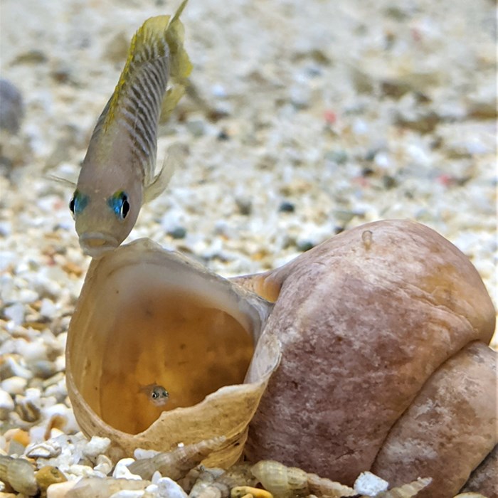 Fish and a shell.