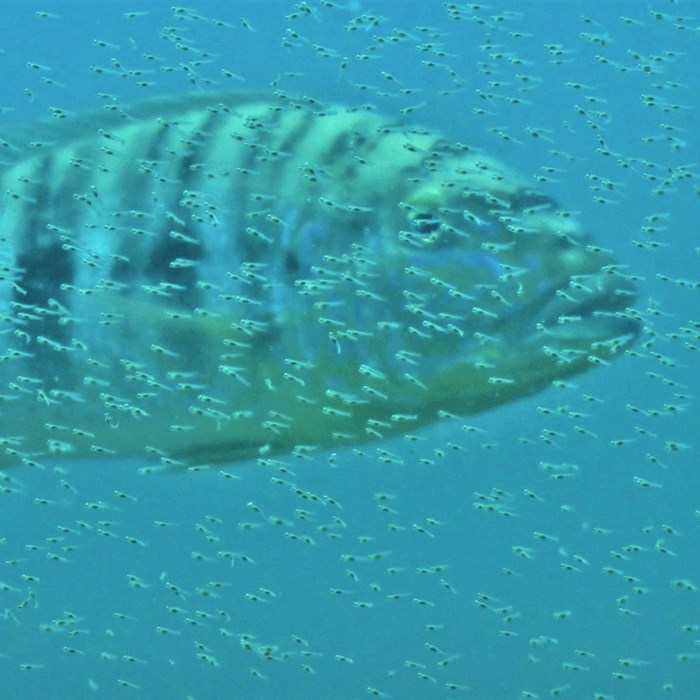 Fish.