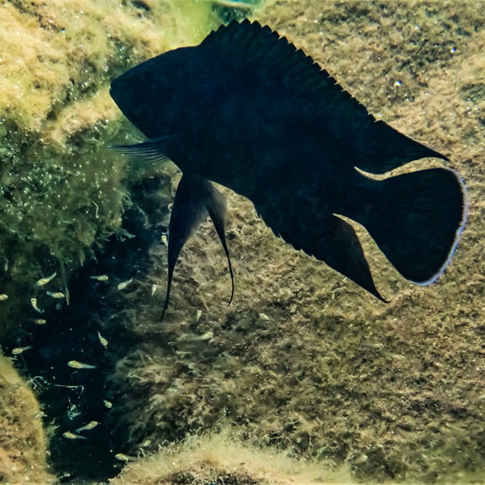 Blsck fish.