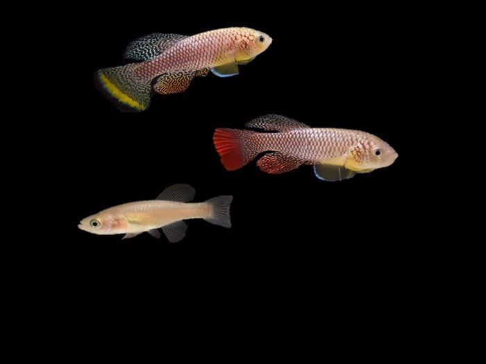 Fish.