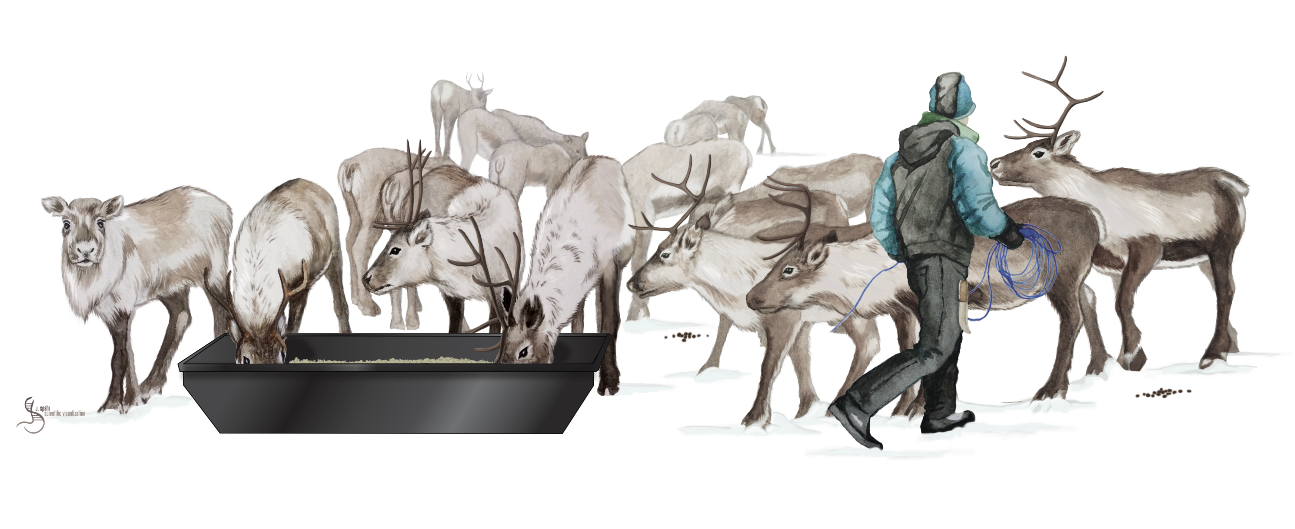 Illustration: Juliana D. Spahr, www.scivisuals.com/ 