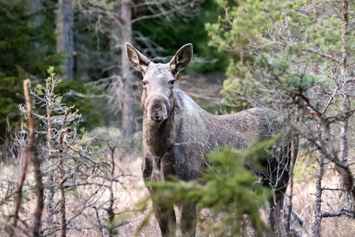 Älgko bland grenar. Foto.