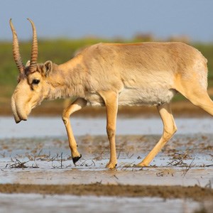  Saiga antelope. Photo.