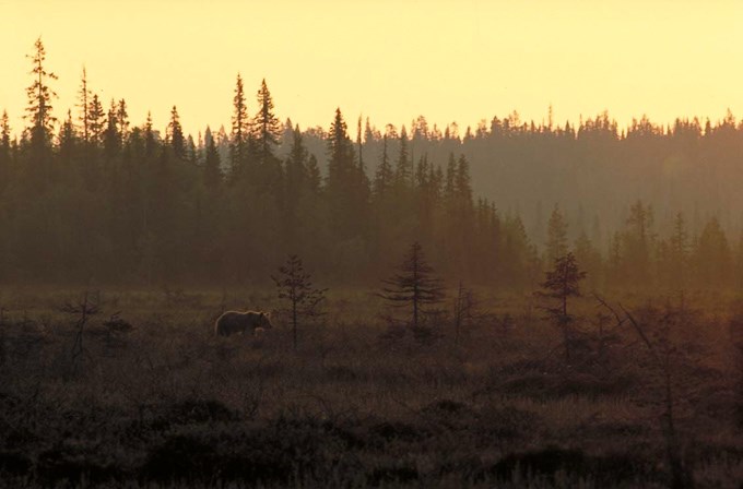 Björn i soluppgång. Foto.