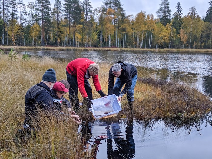 Två personer häller något ur en låda i en sjö medan några andra personer tittar på. Foto.