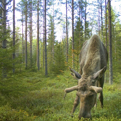 Älg som betar i skog. Foto.