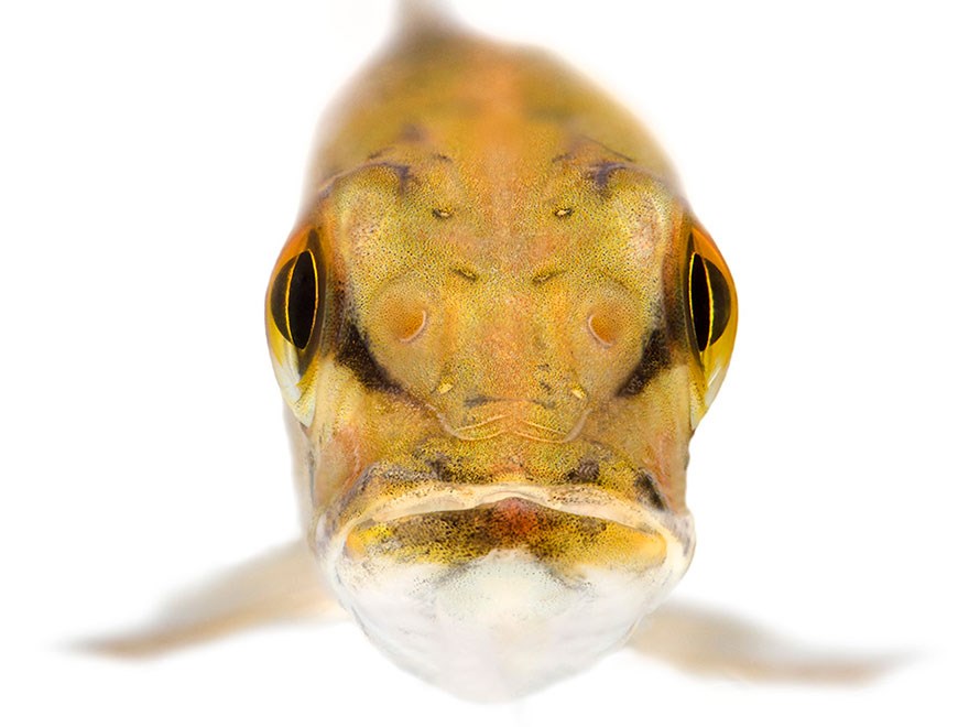 Närbild av fisk fotad mot vit bakgrund.