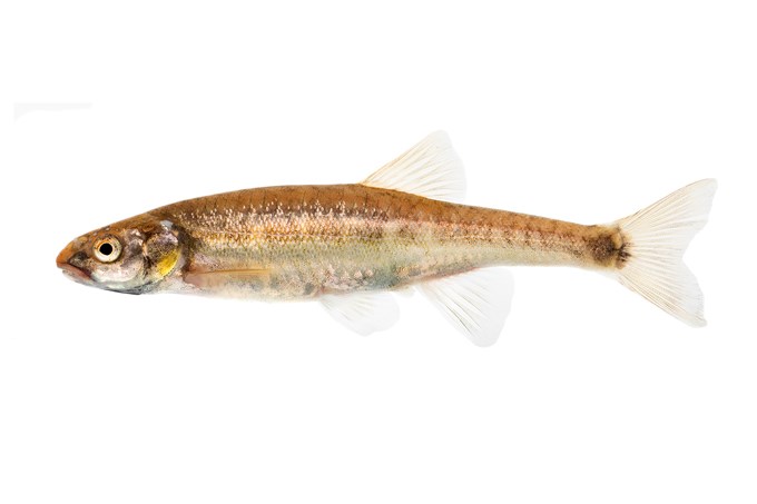 Skrimrande elritsa fotad mot vit bakgrund.