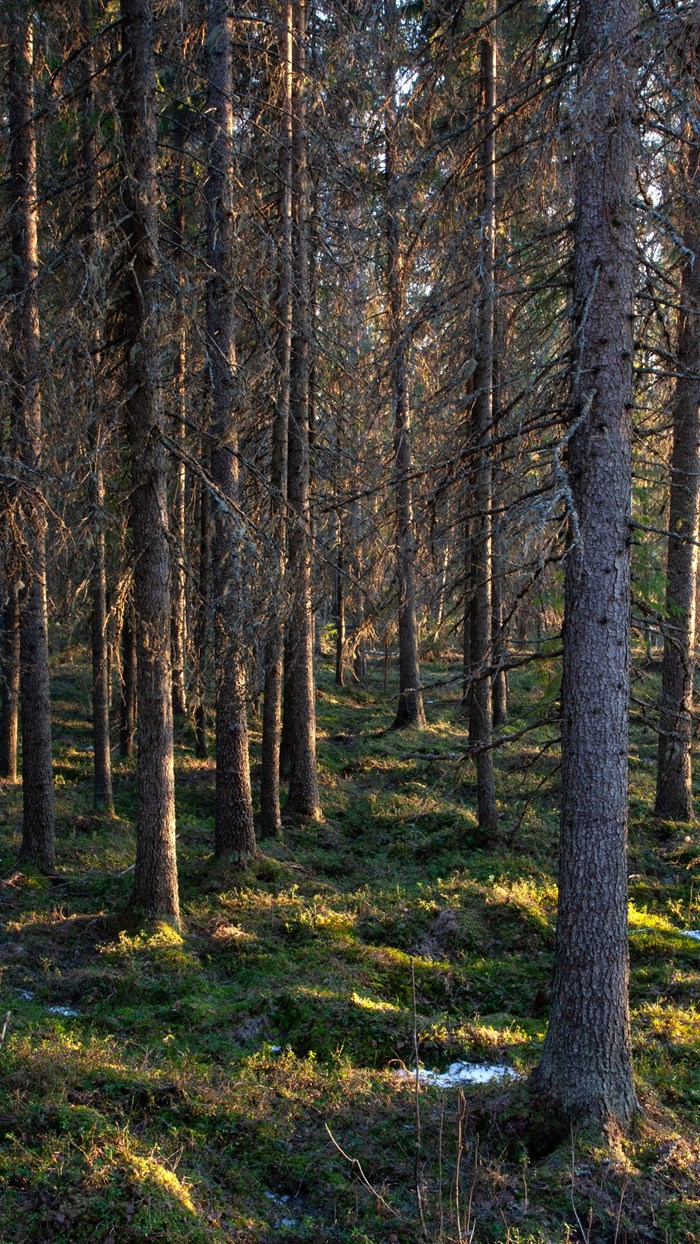 Tät skog. Foto.
