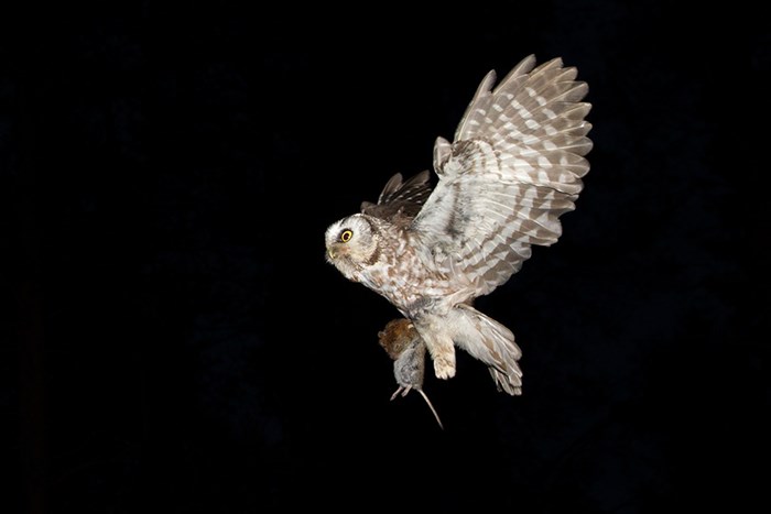 Flygande pärluggla med en sork i klorna. Foto.